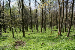 Mariánské Lázně