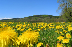 Mariánské Lázně