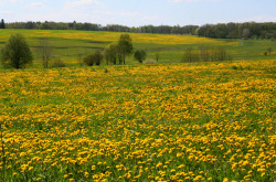 Mariánské Lázně